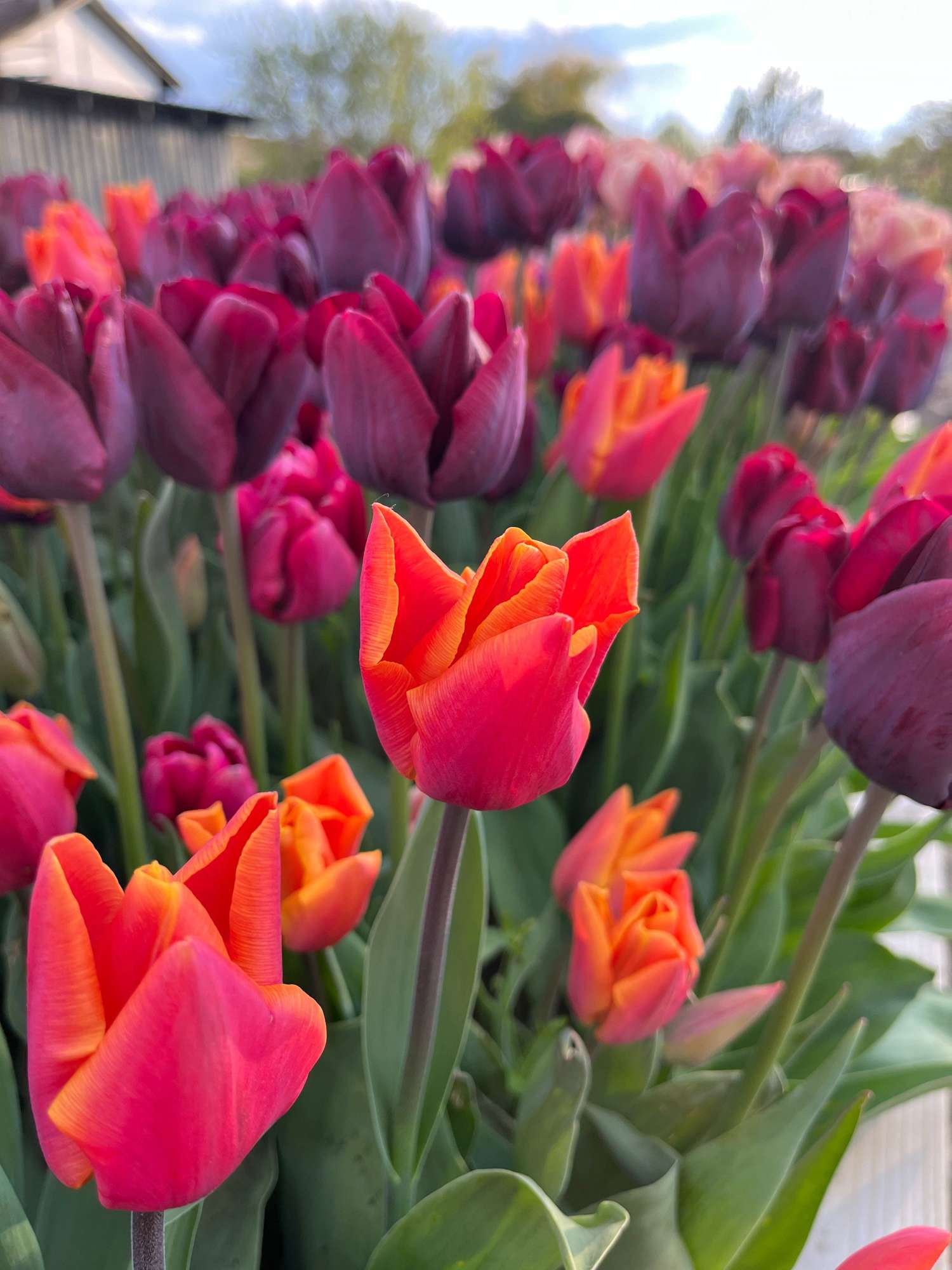 Tulppaanisekoitus 'Hugo'